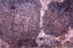 Tamilnadu - Kallakolathur - Paduka of Nirvana Parma Jinadevar -486b.jpg (249682 bytes)